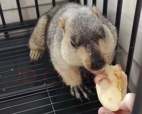 土拨鼠食用猫粮会有不良反应吗？