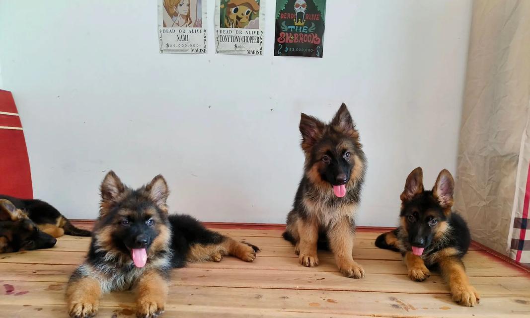 退役双血统德牧犬价格是多少？购买时应注意什么？