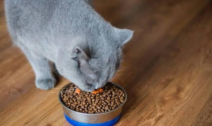 蓝猫突然不吃猫粮是什么原因？应该怎么办？