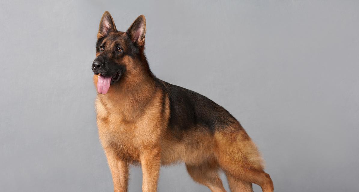 德牧咬伤需要打狂犬疫苗吗？费用大概是多少？