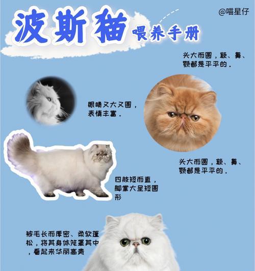 老猫让小猫吃猫粮的原因？喂养建议是什么？
