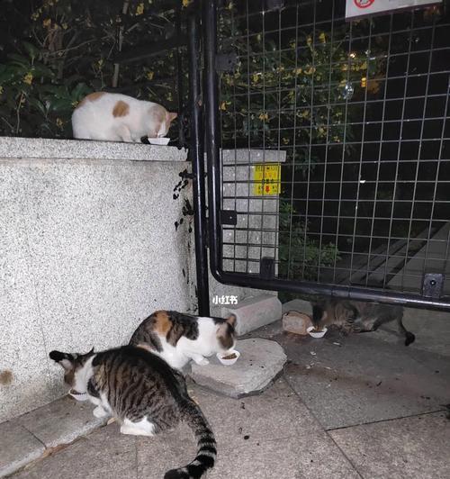 流浪猫吃猫粮与家猫有何不同？