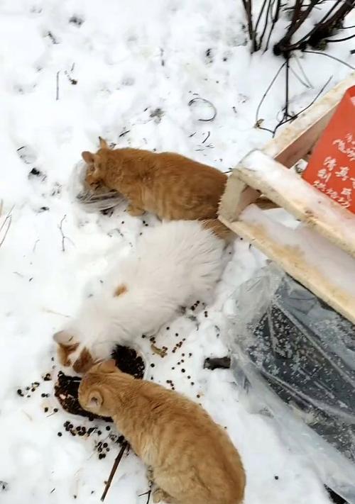 流浪猫吃猫粮与家猫有何不同？