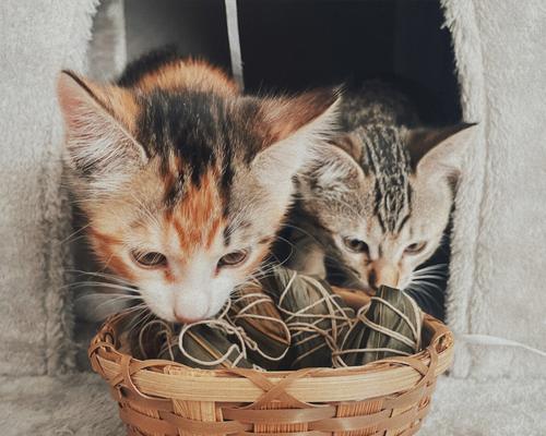 端午节期间猫咪饮食推荐有哪些？