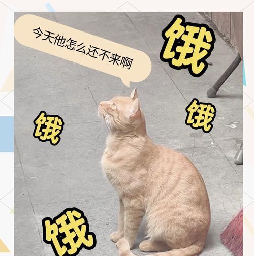 使用猫粮引诱流浪猫会有什么后果？如何正确喂食流浪猫？