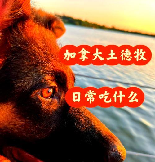 德牧一年吃多少玉米面？怎样判断德牧的饮食是否正常？