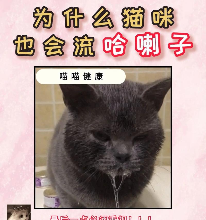 小猫食欲不振的原因是什么？