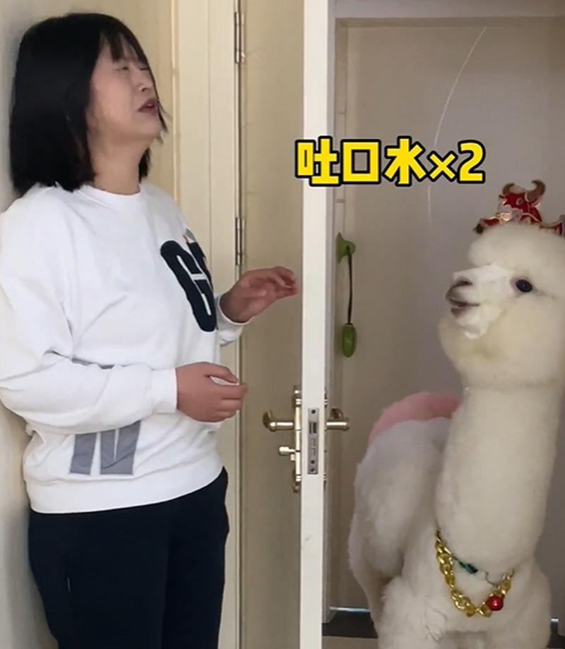 羊驼爱吐口水是什么原因？羊驼冰棍是什么产品？