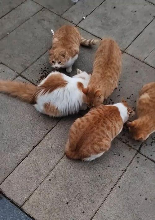 喂流浪猫猫粮算是哪种布施行为？