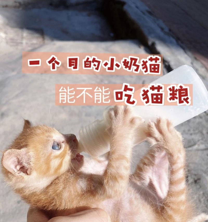 新猫只喝奶不吃猫粮是什么原因？