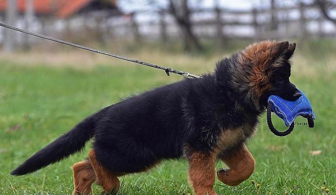 三个月大的德国牧羊犬需要多少克奶粉？德牧幼犬的喂养指南是什么？