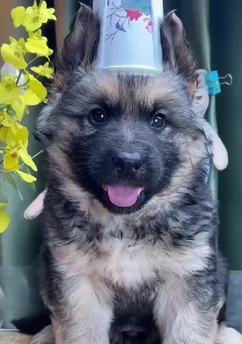三个月大的德国牧羊犬需要多少克奶粉？德牧幼犬的喂养指南是什么？