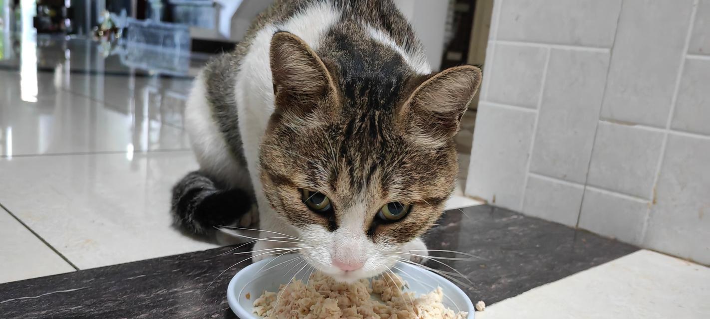 为何猫咪只在喂饭时吃猫粮？