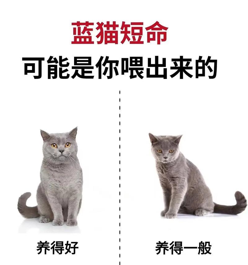 为何猫咪只在喂饭时吃猫粮？