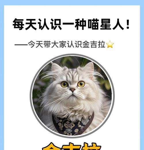 金吉拉喂食猫粮和罐头的方法？