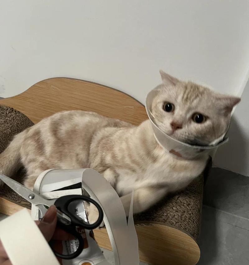 绝育后猫戴伊丽莎白圈吃猫粮困难怎么办？