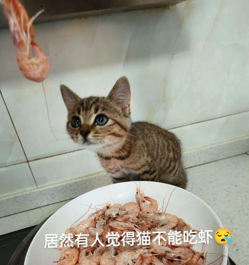 猫咪偏爱吃虾不吃猫粮怎么办？如何调整饮食习惯？