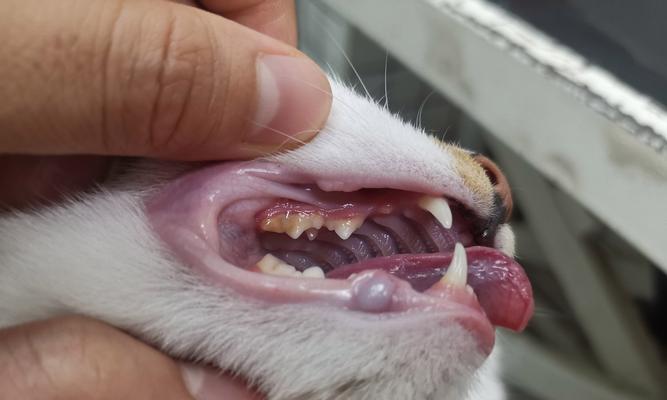 牛肉猫为啥不吃猫粮了怎么回事