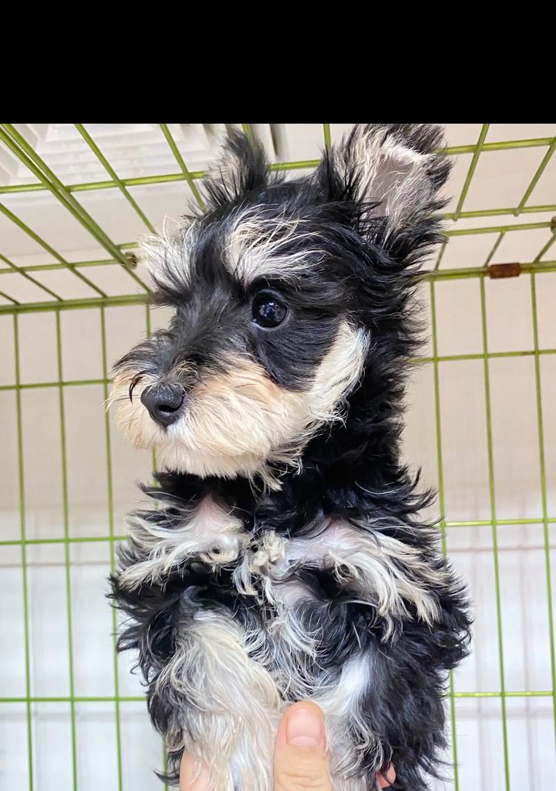 小型雪纳瑞犬的售价是多少？