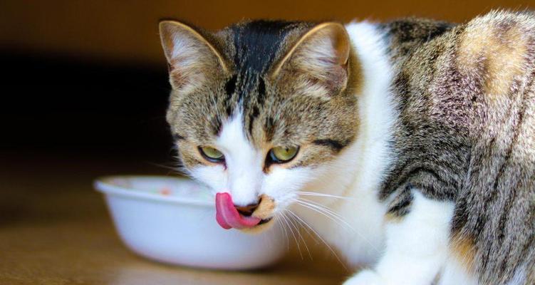 堵猫粮口的猫叫什么名字？这种行为可能意味着什么？