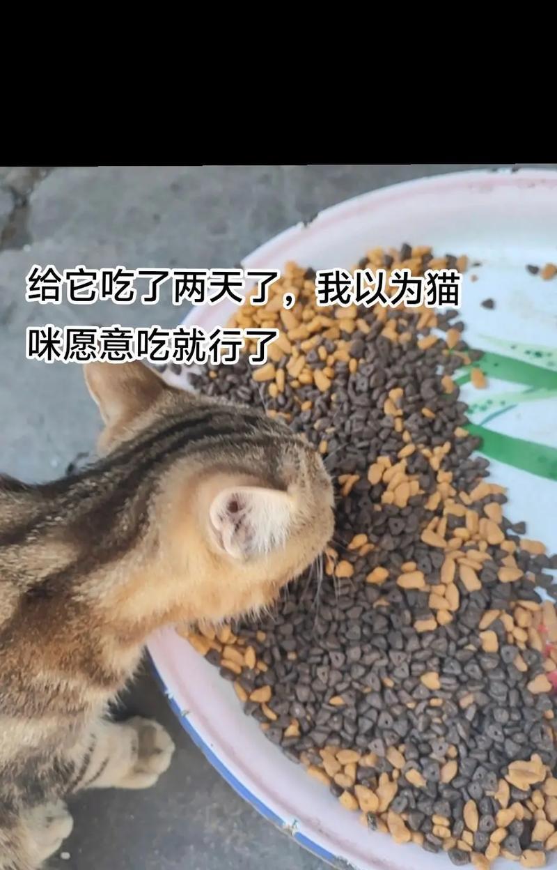 堵猫粮口的猫叫什么名字？这种行为可能意味着什么？