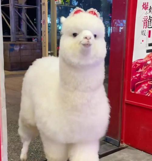 羊驼底板怎么扎？扎底板的正确方法是什么？