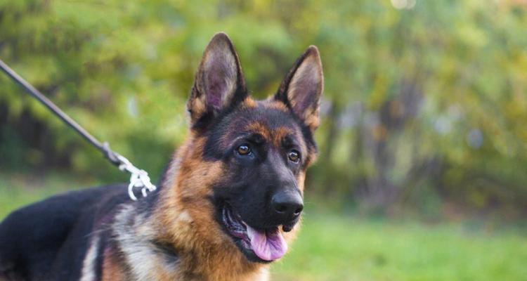 潍坊德牧成犬的售价是多少？