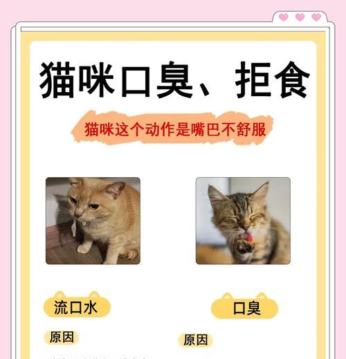 猫咪吃完猫粮后口臭怎么办？如何预防和处理？