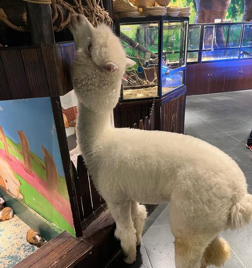被羊驼舔了会有什么后果？会传染疾病吗？
