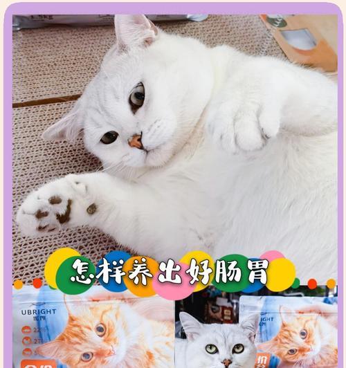 进口猫粮如何改善猫咪软便问题？