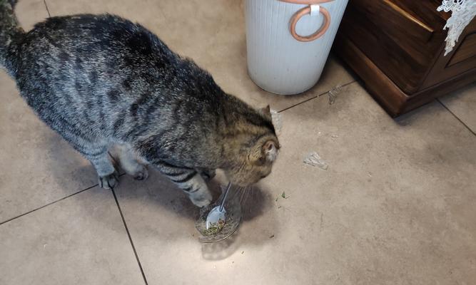 不给猫碗里放粮是否可行？这样做有什么后果？
