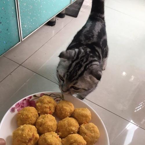 怎么做家庭版猫粮？自制猫粮的简单步骤和注意事项有哪些？