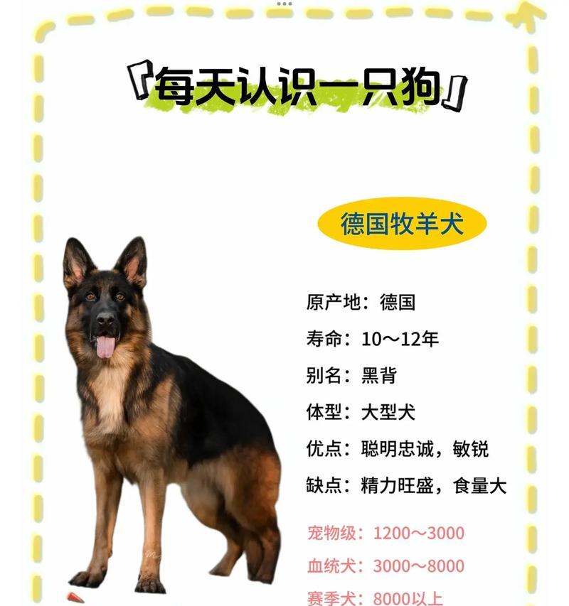 五十平米能养德牧吗？养德牧需要多少钱？