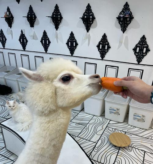 羊驼玩偶塑料部分如何清洗保持干净？