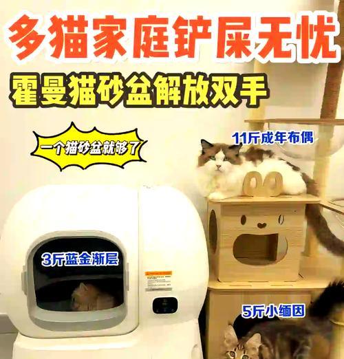 多猫家庭猫砂猫粮如何合理放置？