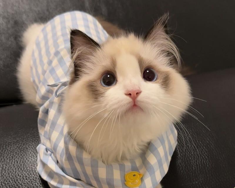 denes猫粮属于什么档次？适合什么类型的猫咪？
