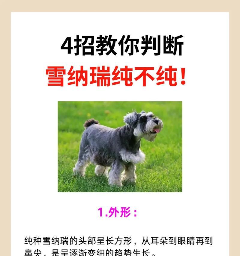 老雪纳瑞是否值得购买及价格是多少？