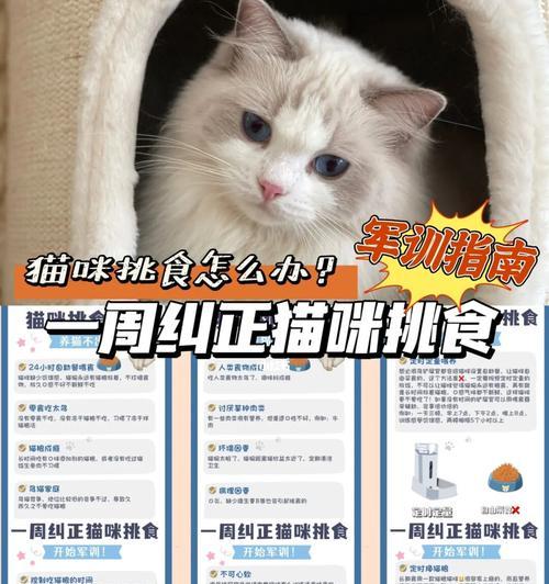 猫咪好玩但不吃猫粮怎么办？如何提高食欲？