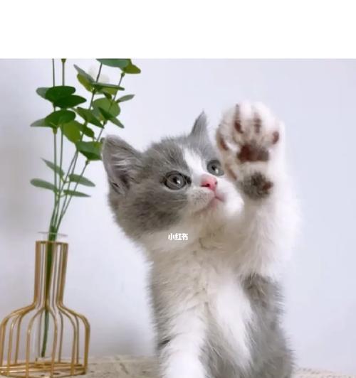 蓝白猫是否可以吃同一种猫粮？它们的营养需求有何不同？