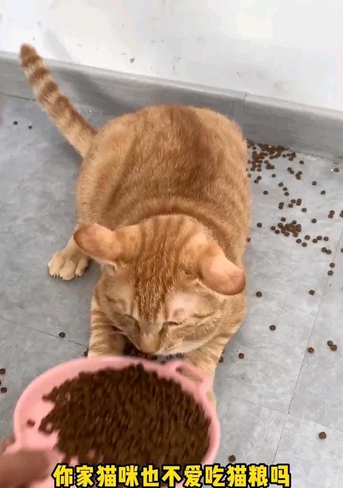 猫吃猫粮时总是玩耍不专心怎么办？有无有效方法？