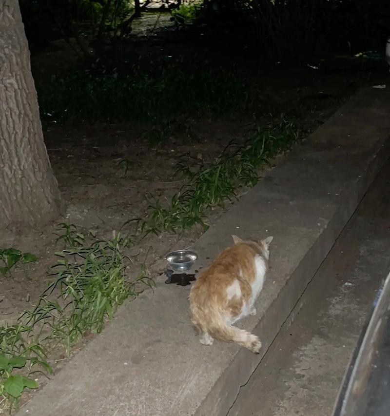猫咪看到猫粮桶就逃跑的原因是什么？