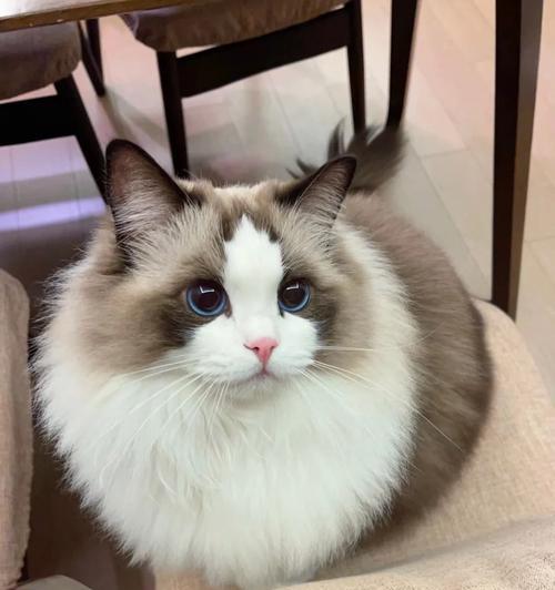 布偶猫可以随意换猫粮吗？为什么羊驼都喜欢嗯嗯？