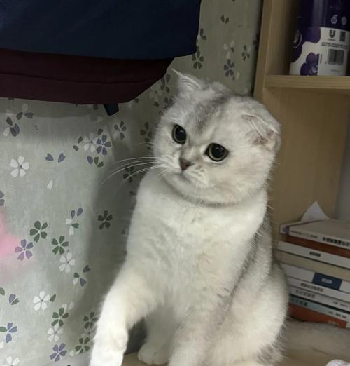 折耳猫适合吃鸡肉粮吗？原因是什么？