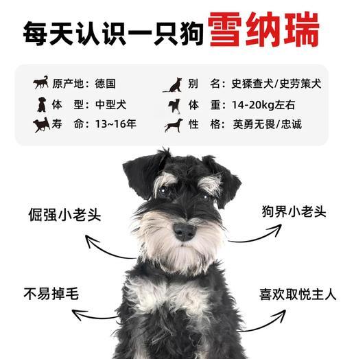 标准雪纳瑞体重上限是多少斤？如何判断是否超重？