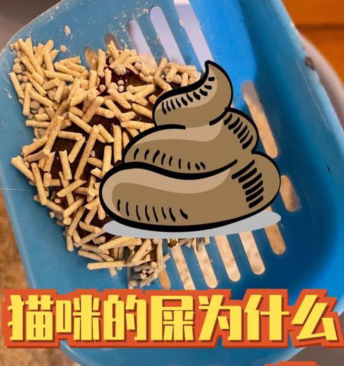 猫粮导致猫咪排泄物臭味的原因是什么？