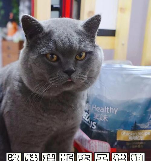 蓝猫吃什么猫粮可以保持体型？