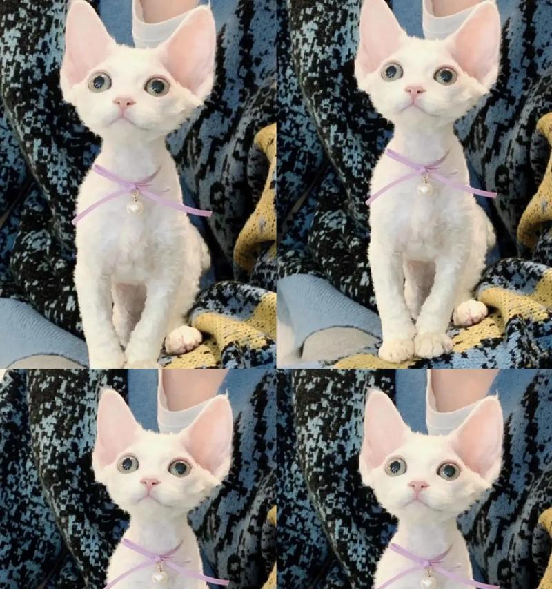 四个月大的德文猫猫粮喂食指南是什么？有哪些要点？