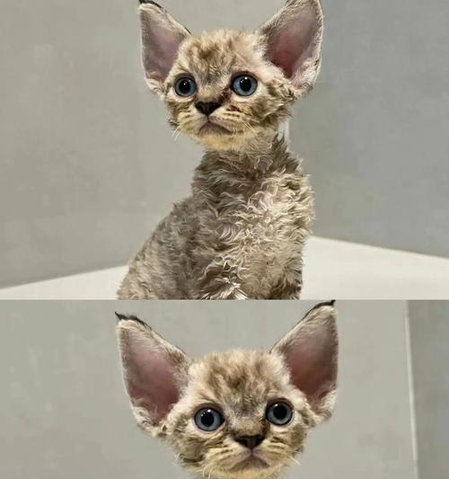 四个月大的德文猫猫粮喂食指南是什么？有哪些要点？