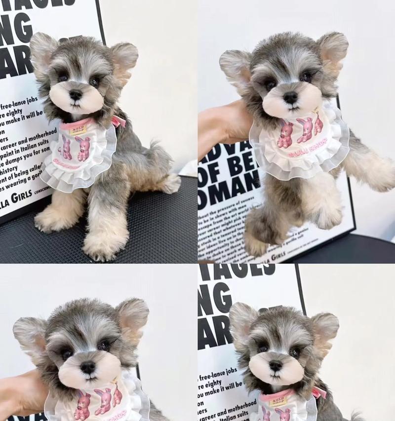 长沙雪纳瑞幼犬价格是多少？购买渠道有哪些？