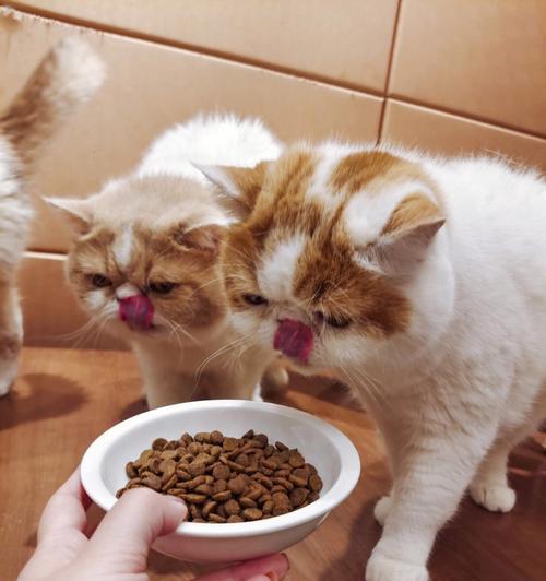 哪种猫吃猫粮时表现得最凶猛？这种行为背后的原因是什么？